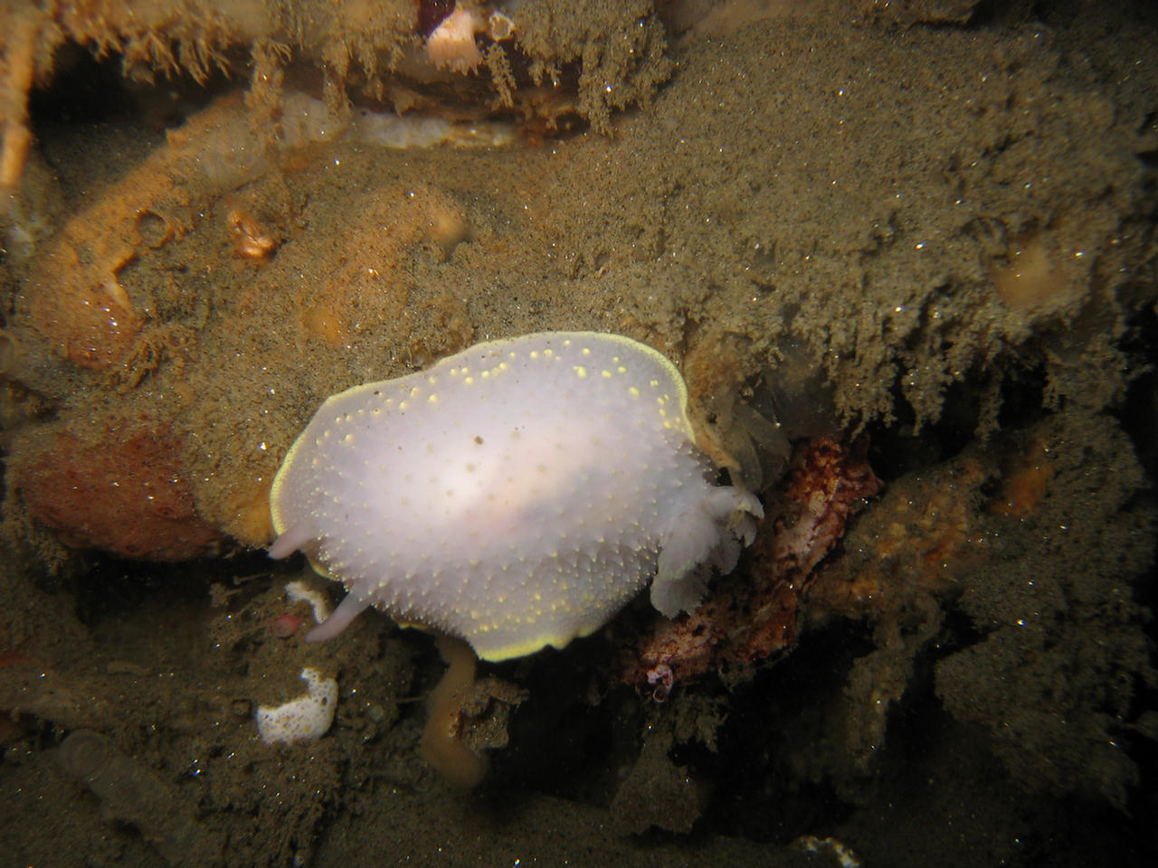 Acanthodoris hudsoni